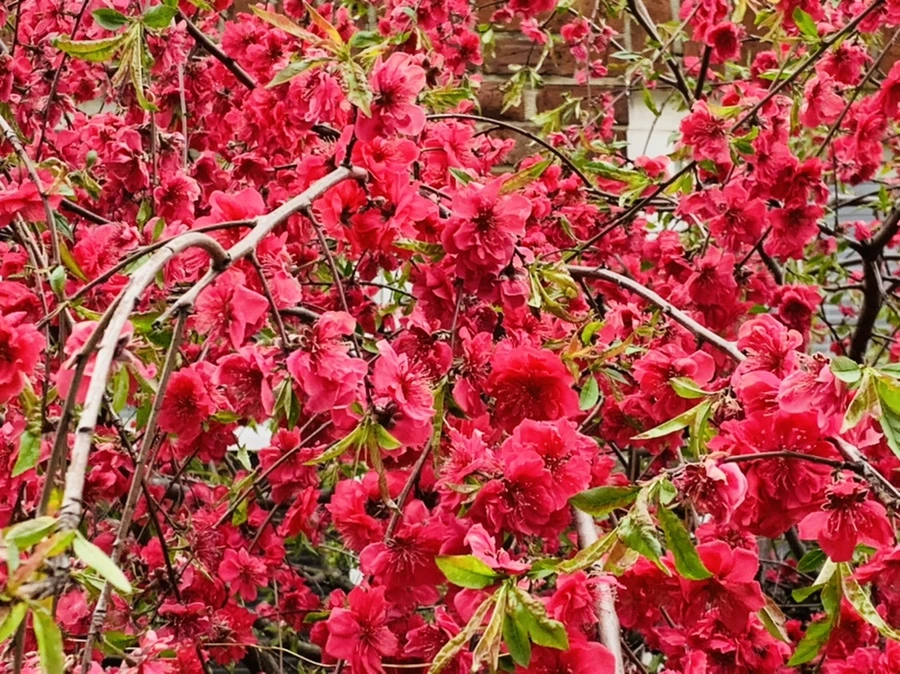 IMG_7996.jpg?type=w966