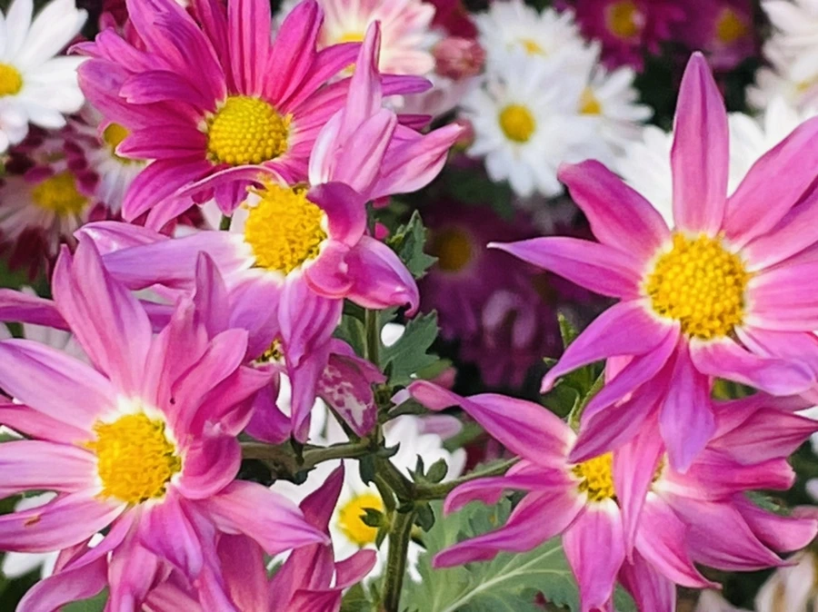 IMG_1144.jpg?type=w966