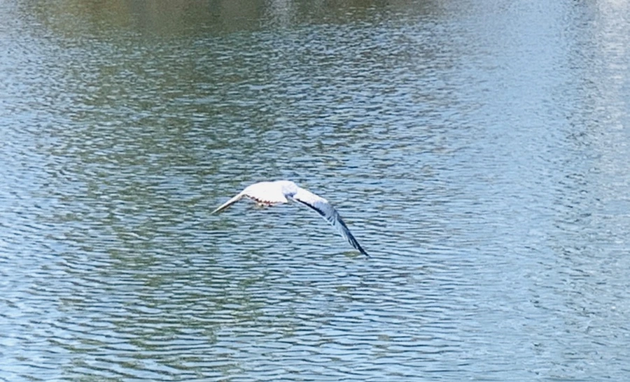 IMG_9389.jpg?type=w966