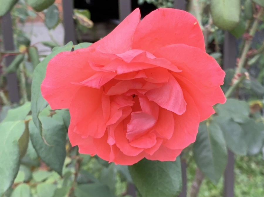 IMG_6028.jpg?type=w966