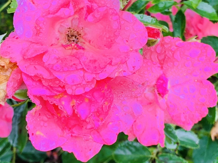 IMG_8742.jpg?type=w966