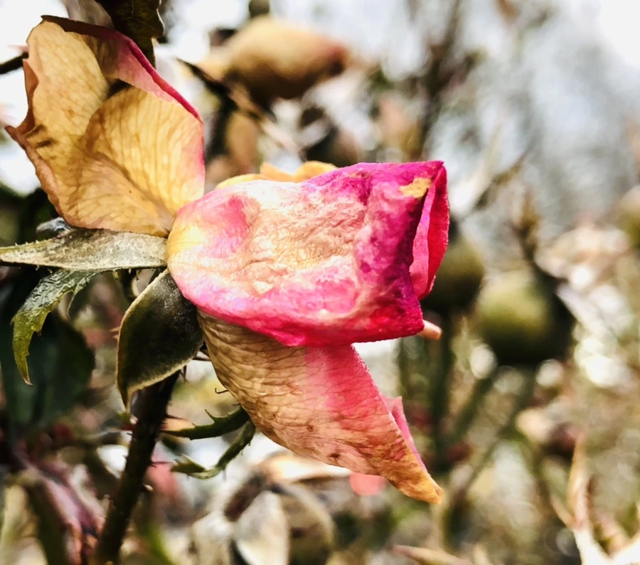 IMG_8791.jpg?type=w966