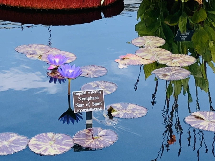 IMG_9101.jpg?type=w966