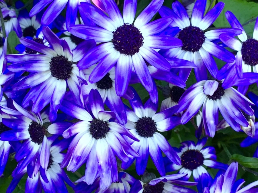 IMG_1910.jpg?type=w966