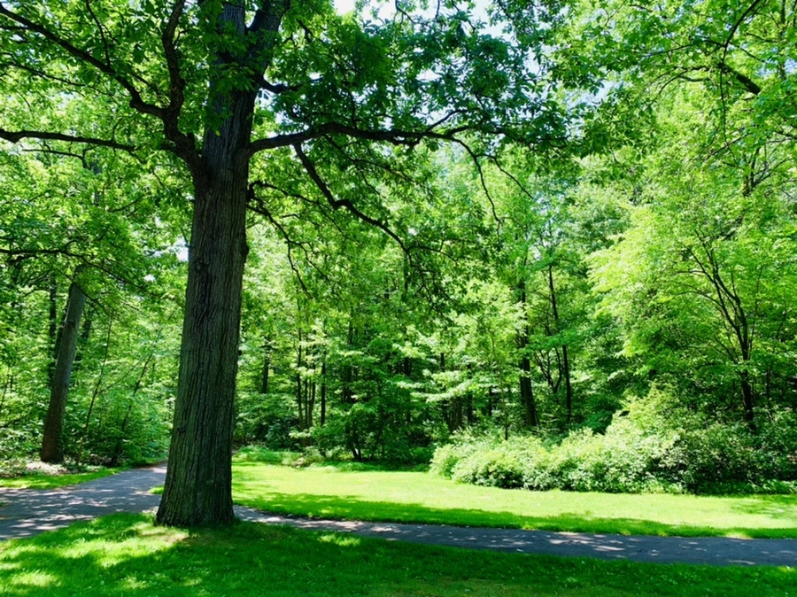 IMG_8447.jpg?type=w966