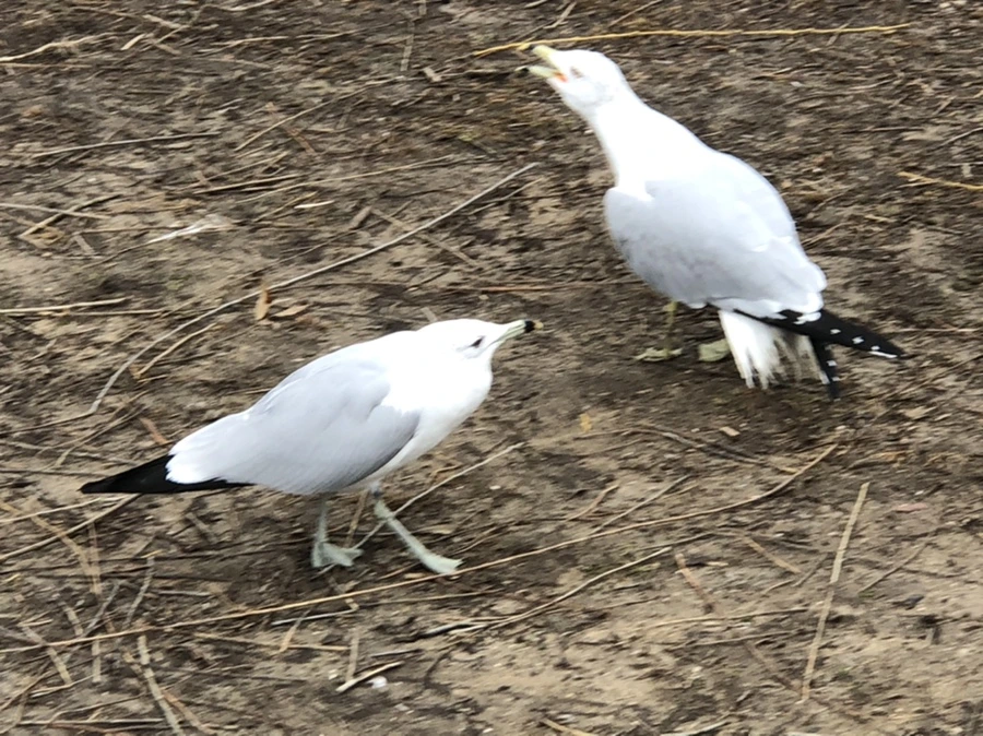 IMG_6117.jpg?type=w966