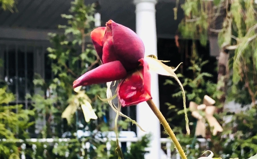 IMG_8605.jpg?type=w966