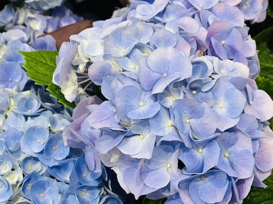 IMG_7626.jpg?type=w966