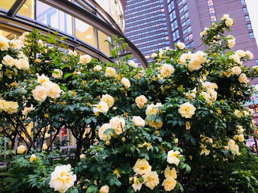 IMG_6664.jpg?type=w966