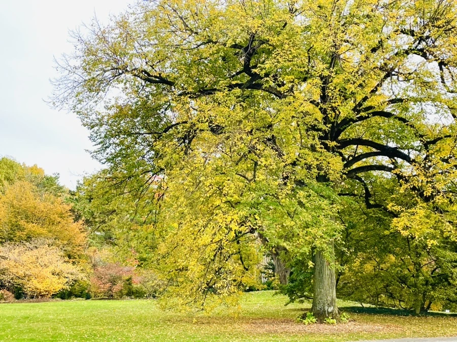 IMG_2420.jpg?type=w966