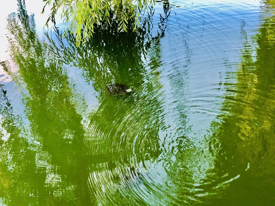 IMG_1657.jpg?type=w966