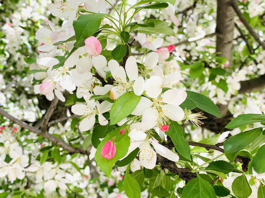 IMG_5754.jpg?type=w966