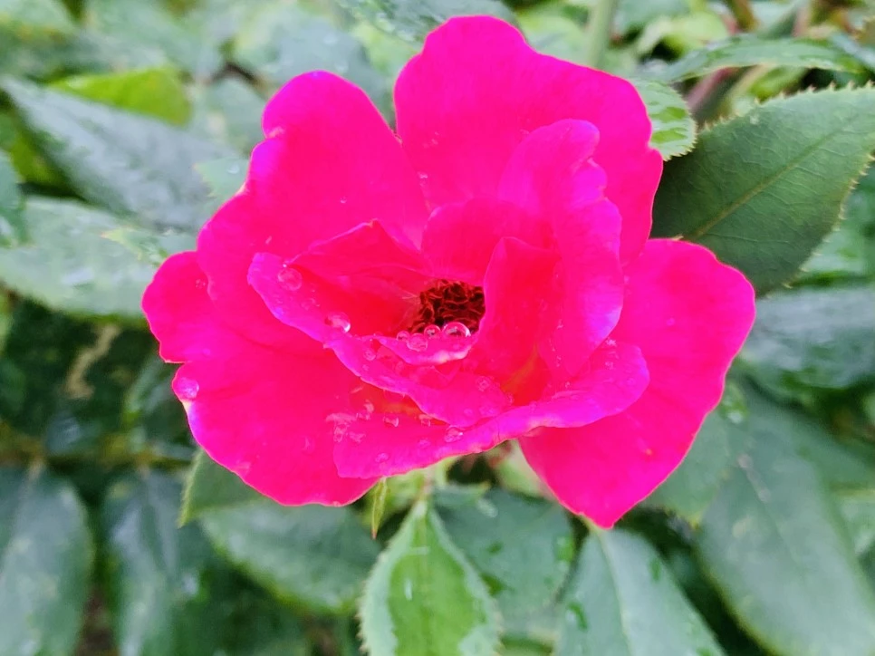 IMG_0946.jpg?type=w966