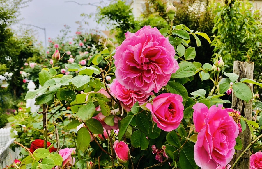 IMG_7581.jpg?type=w966