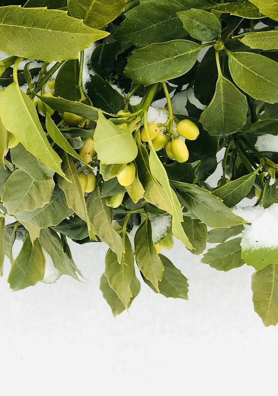 IMG_3401.jpg?type=w966