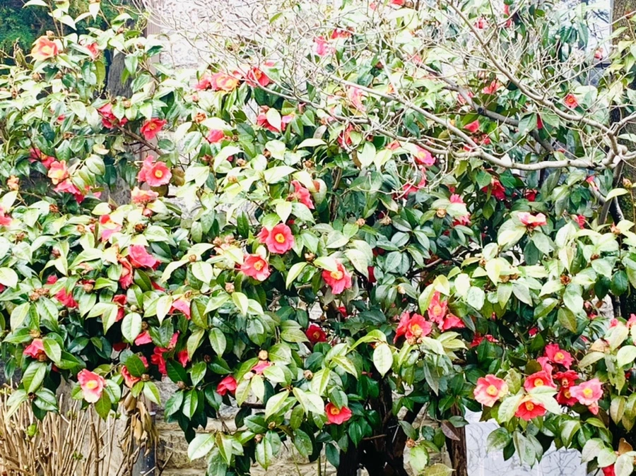 IMG_6103.jpg?type=w966