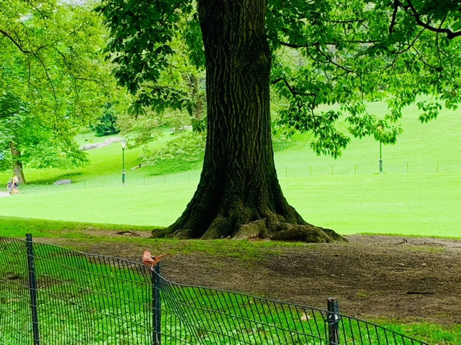 IMG_9931.jpg?type=w966