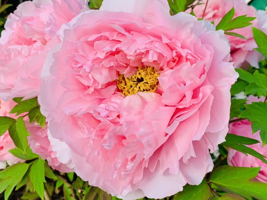 IMG_9096.jpg?type=w966