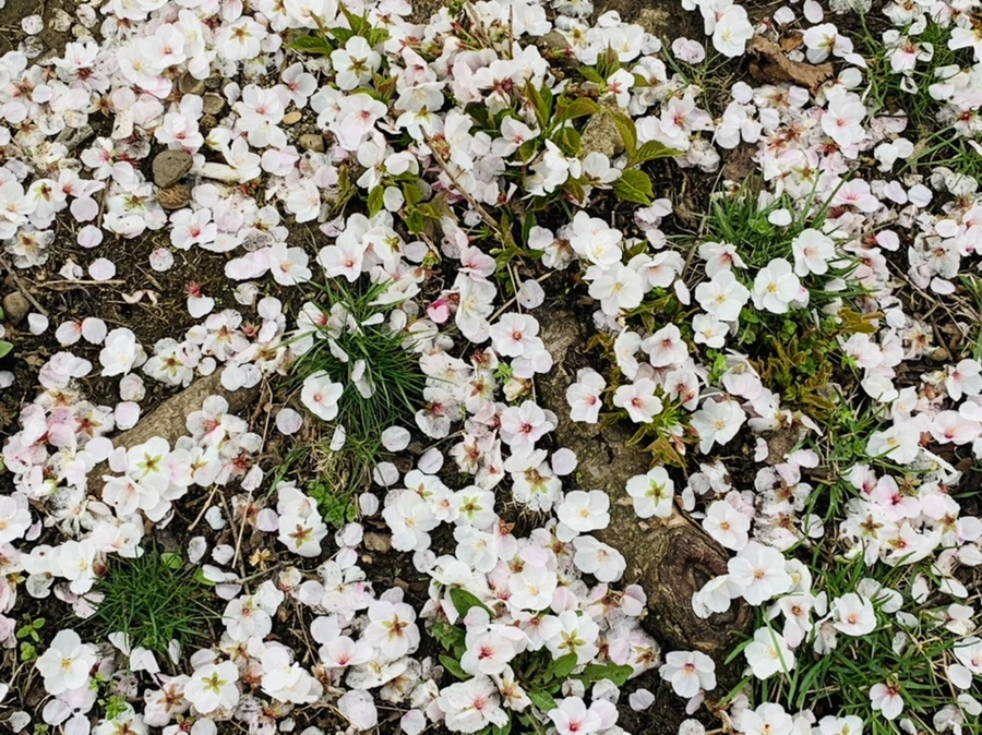 IMG_1304.jpg?type=w966