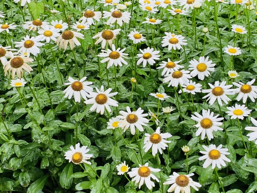 IMG_0176.jpg?type=w966