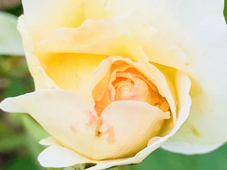 IMG_0466.jpg?type=w966