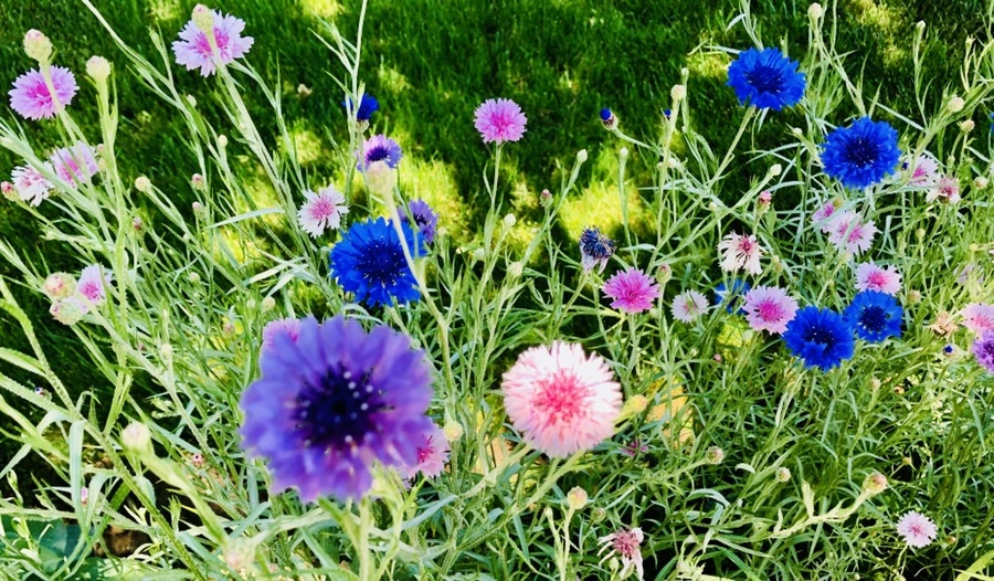 IMG_8569.jpg?type=w966