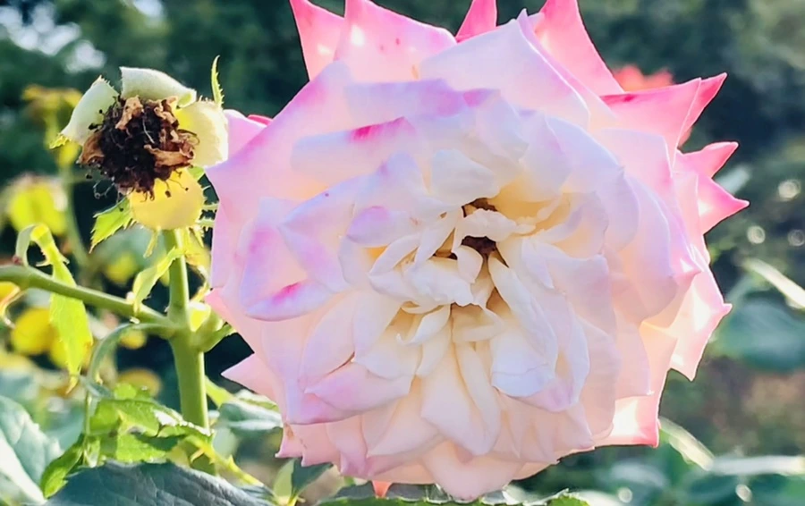 IMG_1208.jpg?type=w966