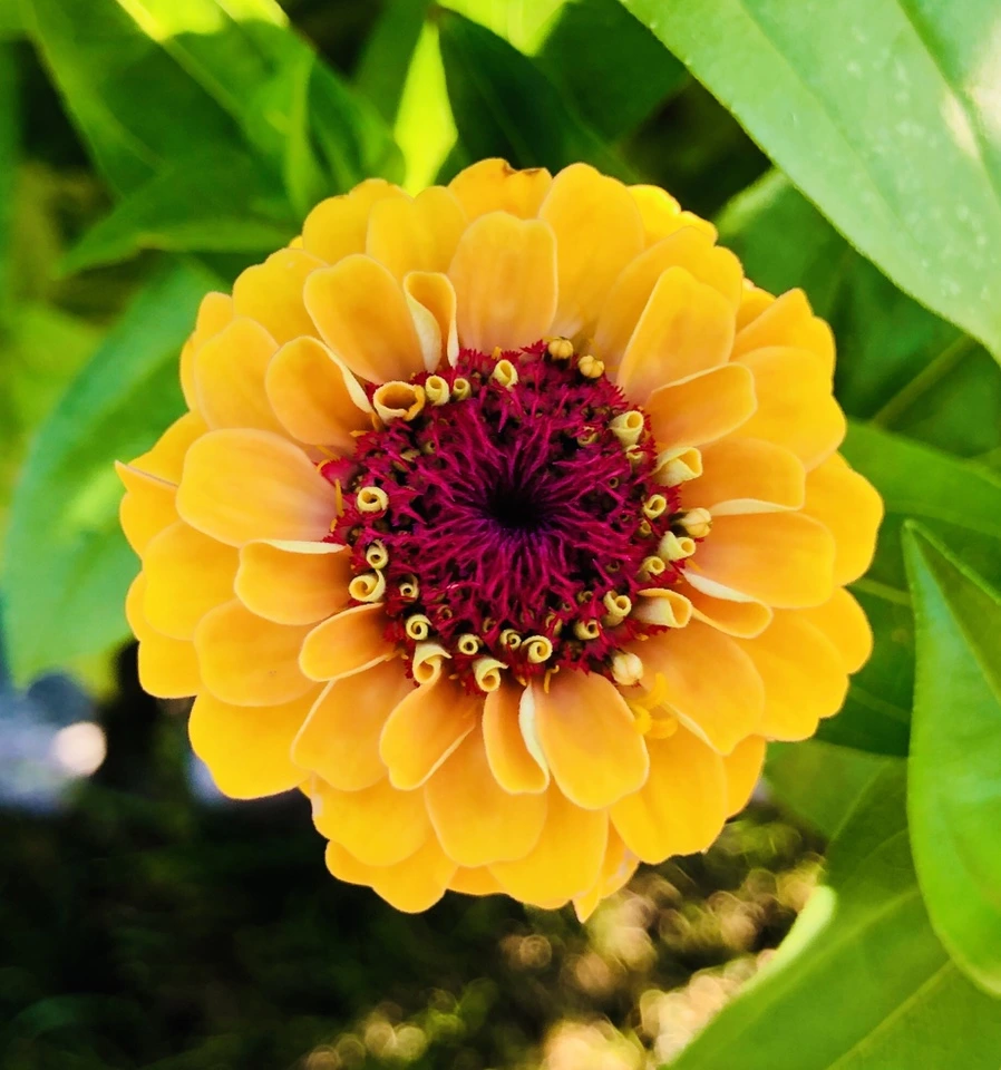 IMG_2530.jpg?type=w966