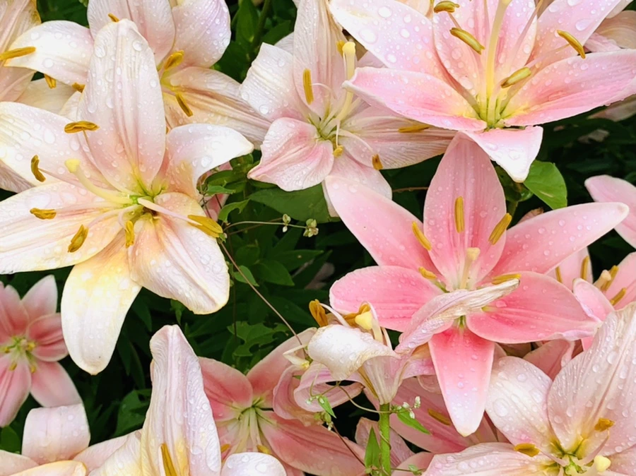 IMG_9007.jpg?type=w966