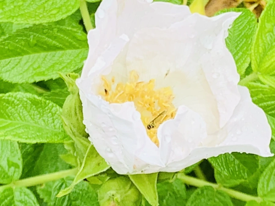 IMG_1061.jpg?type=w966