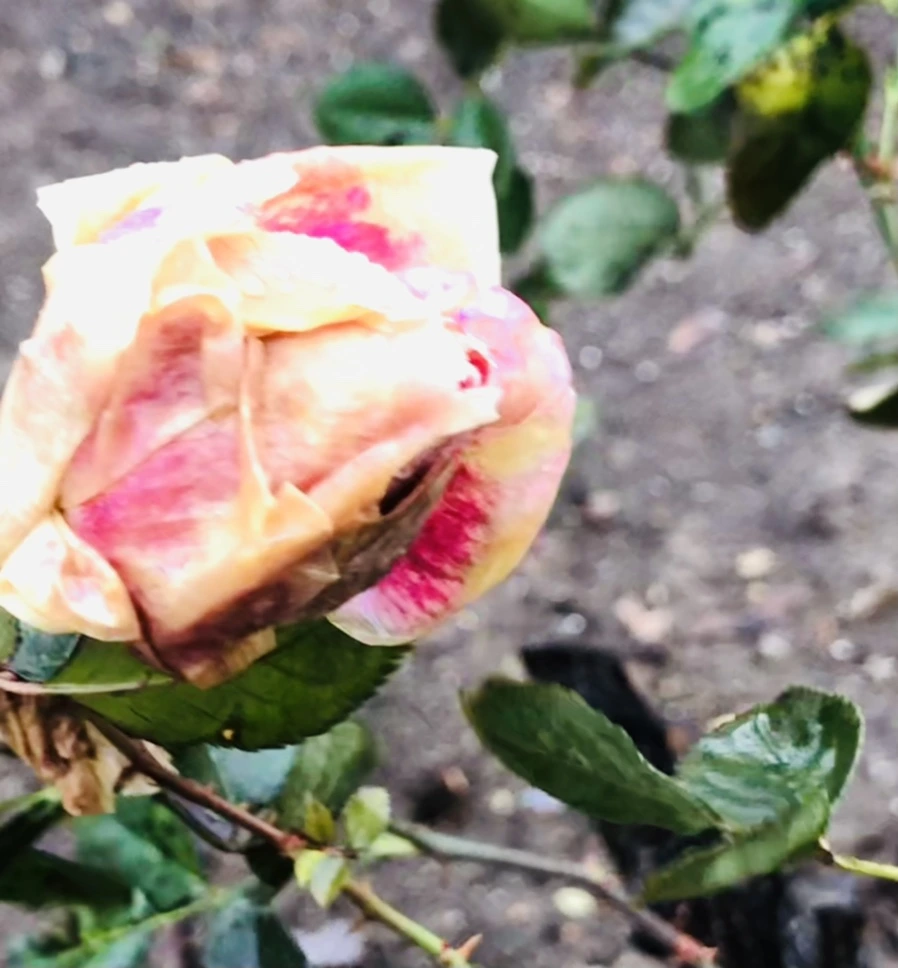 IMG_8087.jpg?type=w966