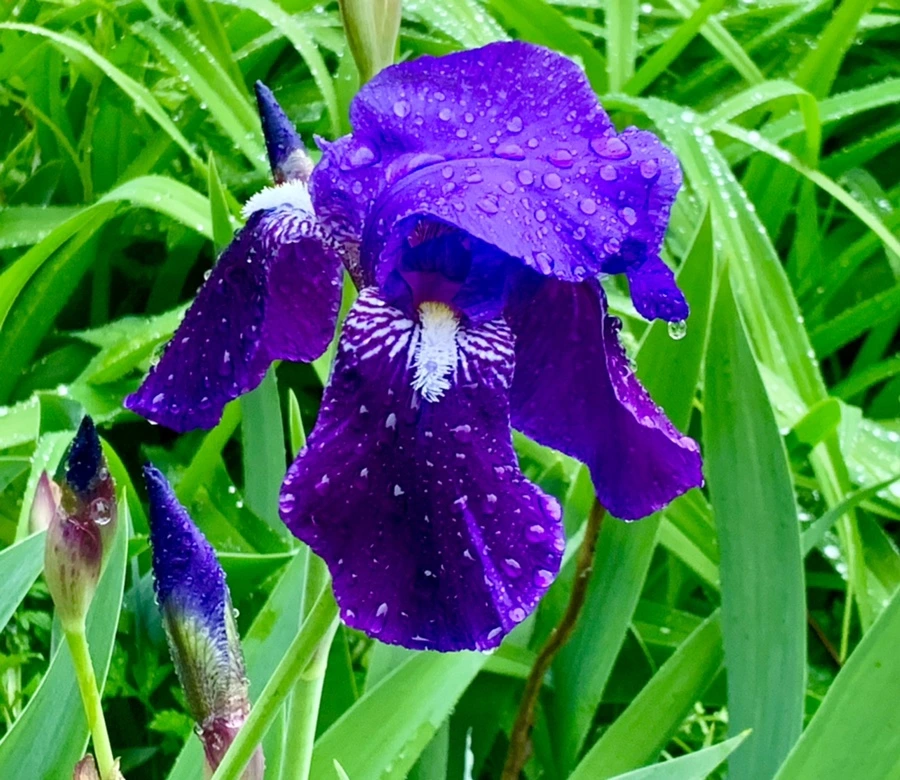 IMG_5356.jpg?type=w966