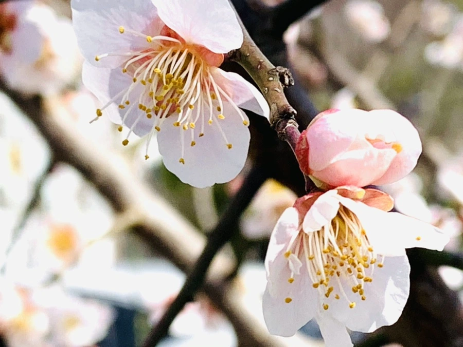 IMG_1035.jpg?type=w966