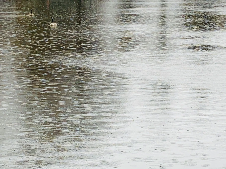 IMG_2106.jpg?type=w966