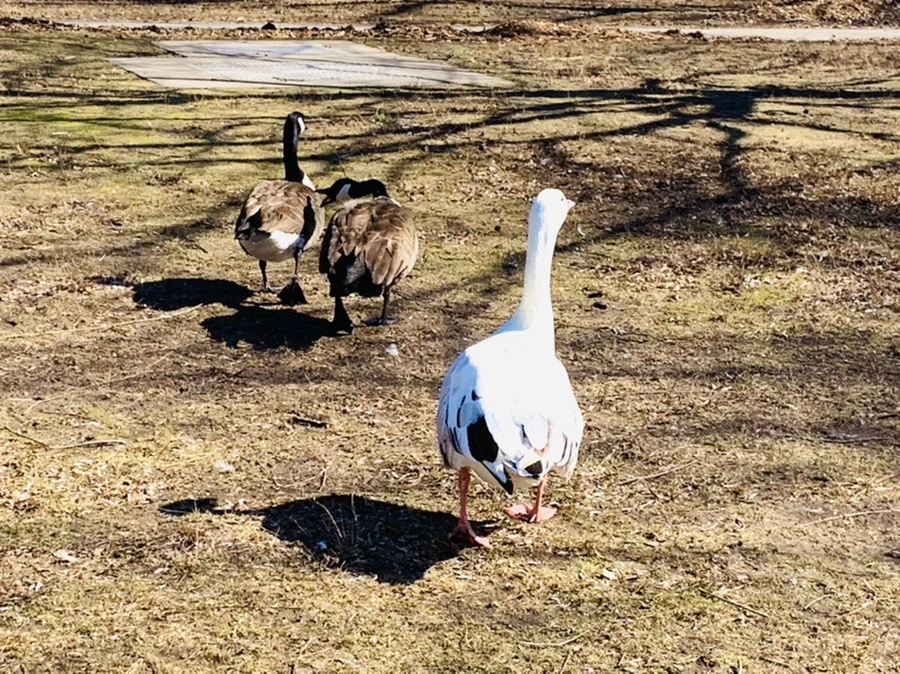 IMG_6934.jpg?type=w966