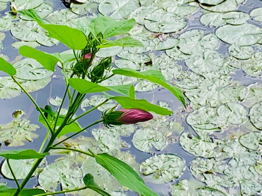 IMG_5223.jpg?type=w966