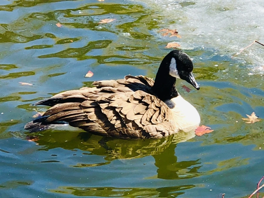 IMG_5158.jpg?type=w966