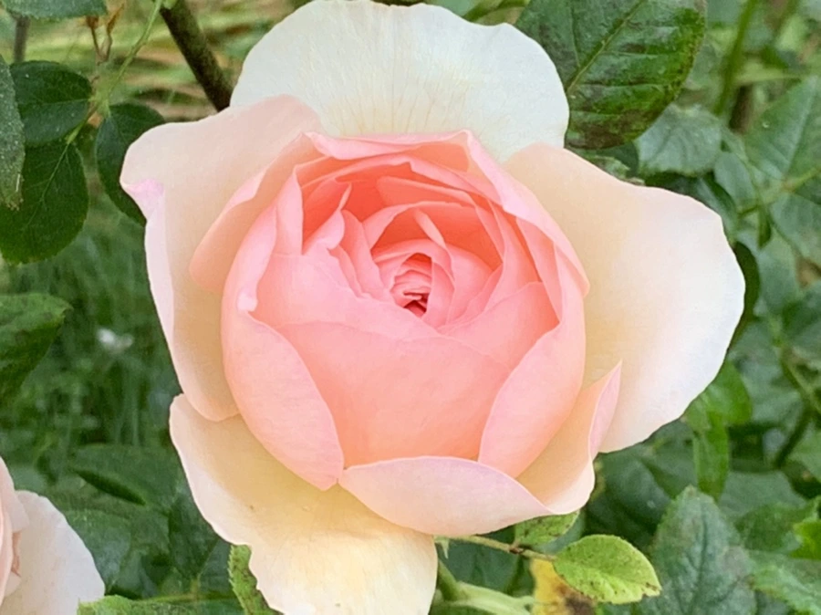 IMG_6041.jpg?type=w966