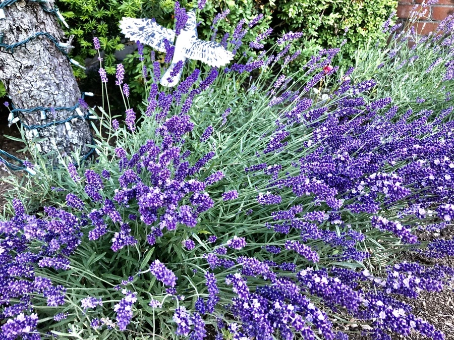 IMG_8368.jpg?type=w966