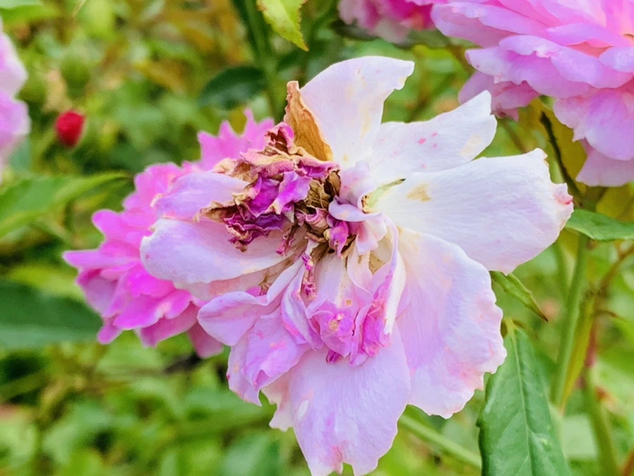 IMG_5033.jpg?type=w966