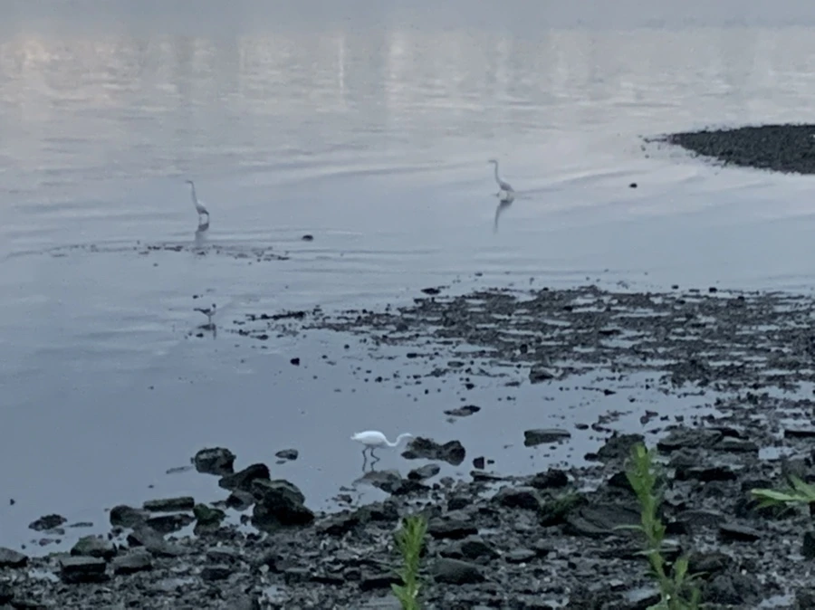 IMG_9606.jpg?type=w966