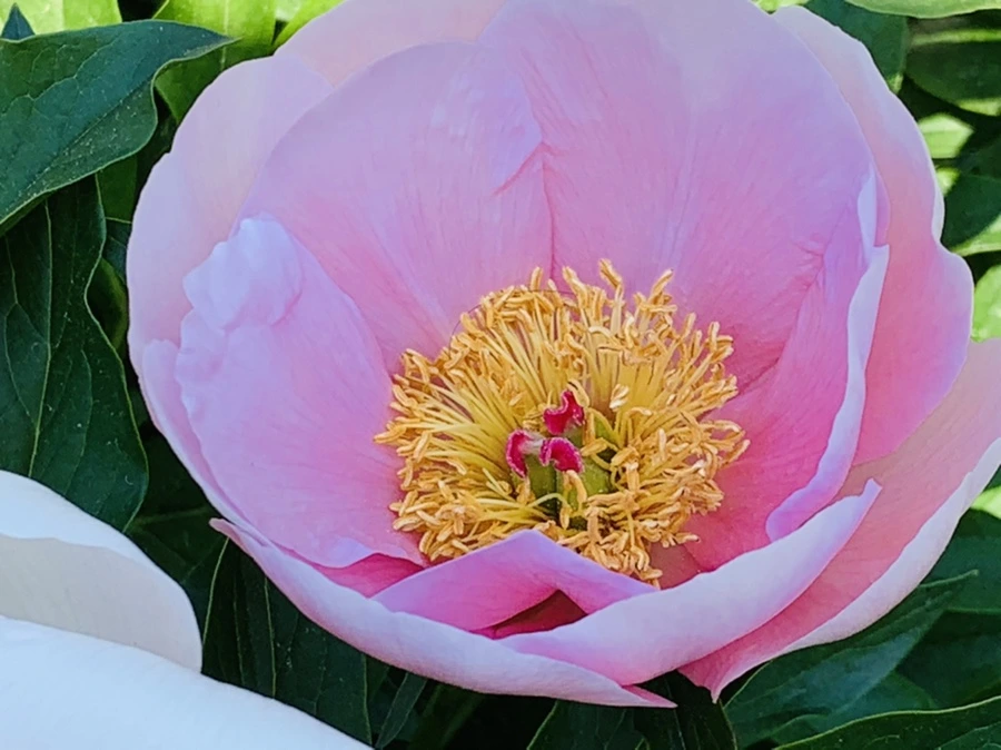 IMG_3993.jpg?type=w966