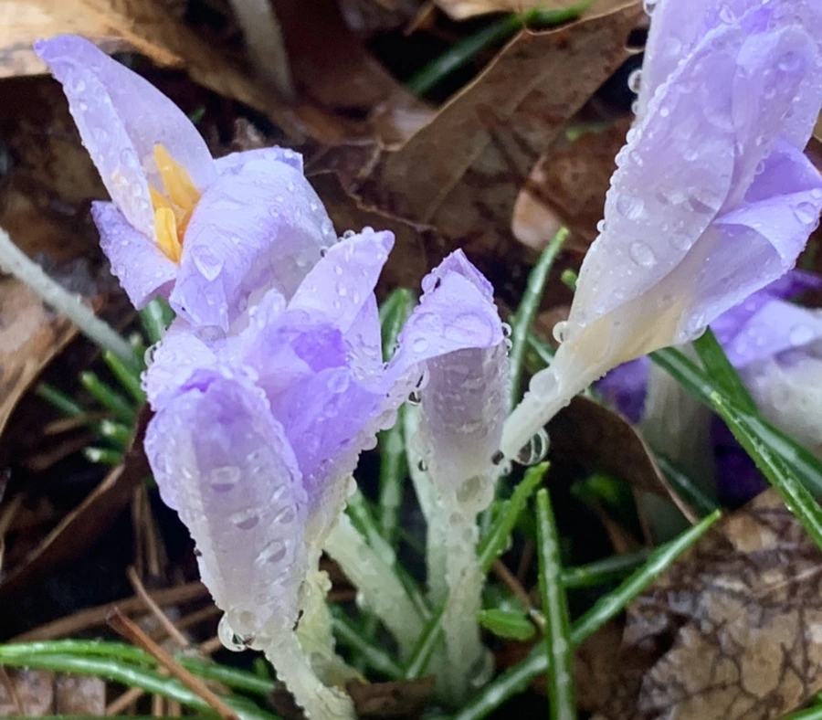 IMG_2172.jpg?type=w966