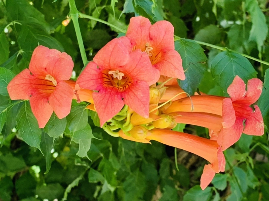 IMG_8719.jpg?type=w966