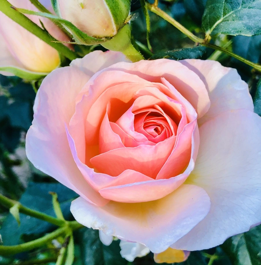 IMG_7793.jpg?type=w966