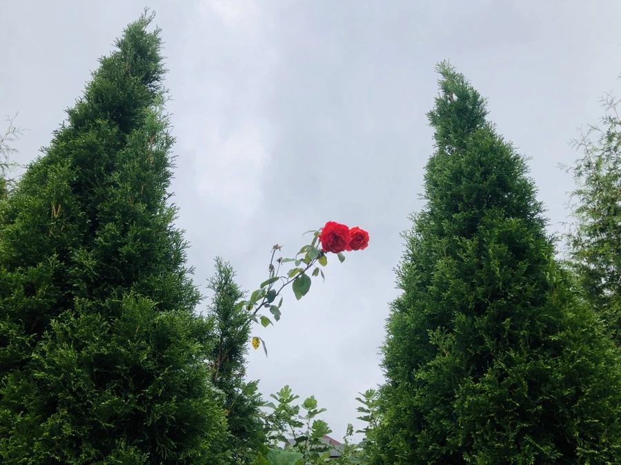 IMG_1131.jpg?type=w966