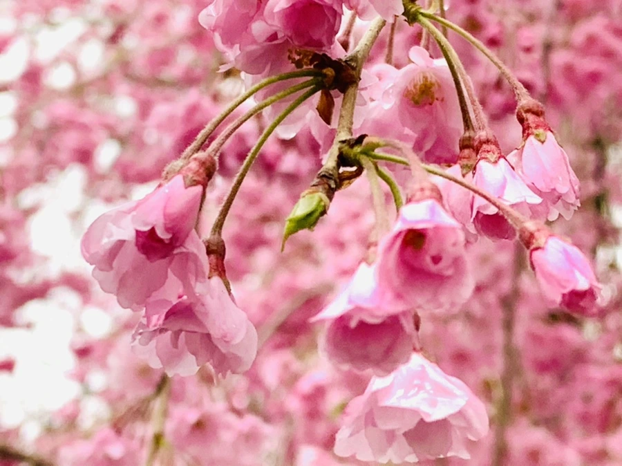 IMG_0782.jpg?type=w966