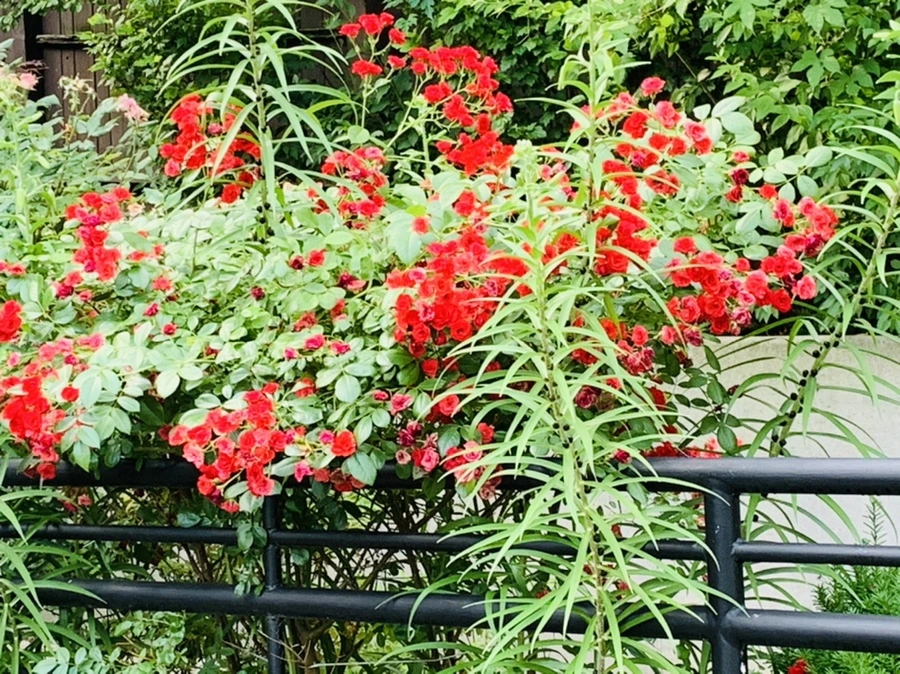 IMG_5890.jpg?type=w966