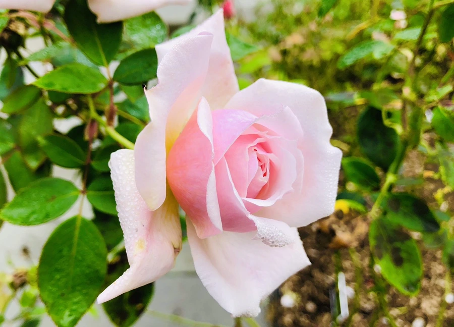 IMG_2225.jpg?type=w966