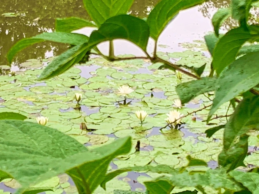 IMG_7818.jpg?type=w966